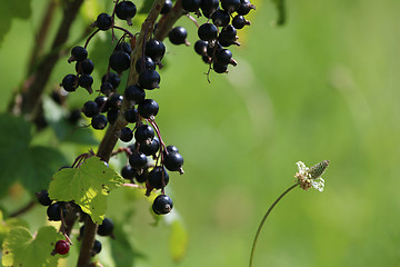 Image showing Blackcurrant on bush as background.