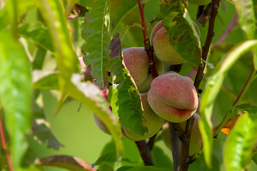 Image showing Peaches on tree in sunny day.