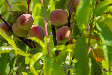 Image showing Peaches on tree in sunny day.