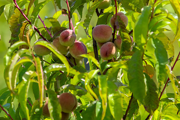 Image showing Peaches on tree in sunny day.