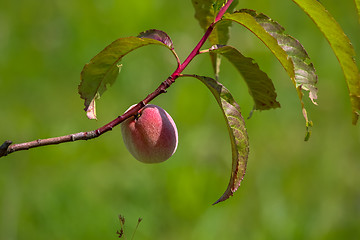 Image showing One peach on tree branch.