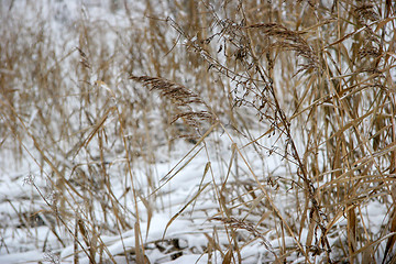 Image showing Grass cowered with snow in winter time.