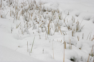 Image showing Grass cowered with snow in winter time.