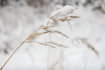 Image showing Grass cowered with snow in winter time.