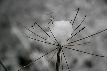 Image showing Grass cowered with snow in winter.