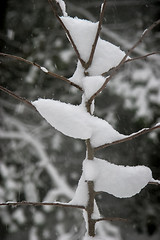 Image showing Tree covered with thick snow.