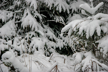 Image showing Snow covered spruce in winter time.