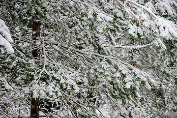 Image showing Snow covered spruce in winter season.