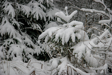 Image showing Snow covered spruce in winter season.