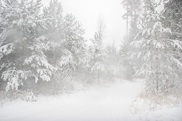 Image showing Beautiful winter landscape with snowy road in the winter forest.