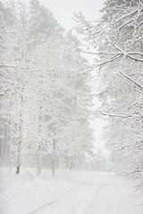 Image showing Beautiful winter landscape with snowy road in the winter forest.