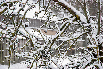 Image showing Apple tree covered with snow