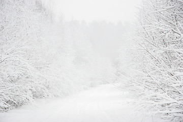 Image showing Beautiful winter landscape with snowy road in the winter forest.