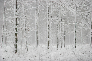 Image showing Winter forest landscape with snowy winter trees