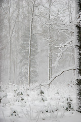 Image showing Winter forest landscape with snowy winter trees