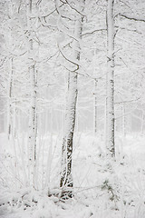 Image showing Winter forest landscape with snowy winter trees