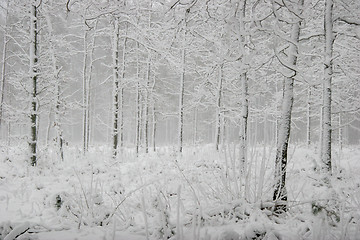 Image showing Winter forest landscape with snowy winter trees