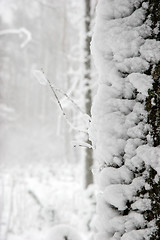 Image showing Forest in winter