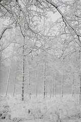 Image showing Winter forest landscape with snowy winter trees