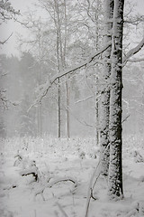 Image showing Winter forest landscape with snowy winter trees