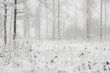 Image showing Winter forest landscape with snowy winter trees