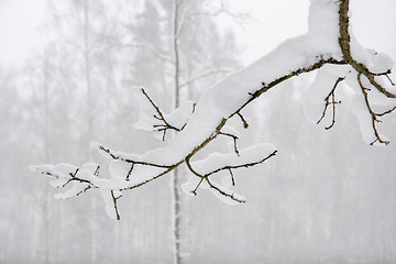 Image showing Tree branch covered with thick snow.
