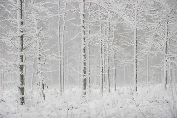 Image showing Winter forest landscape with snowy winter trees