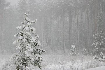 Image showing Winter forest landscape with snowy winter trees