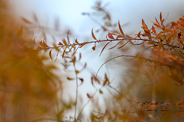 Image showing Bush branches in autumn as background.