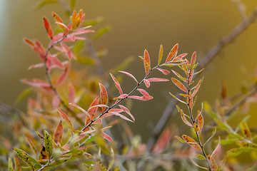 Image showing Bush branches in autumn as background.