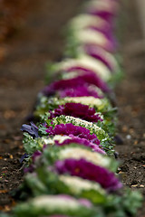 Image showing Decorative colored cabbages are grow in row.