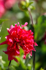 Image showing Red dahlia in green garden.