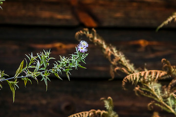 Image showing Wild flower near the shed