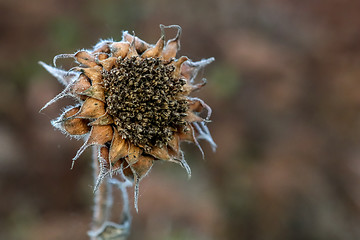 Image showing Closeup of deflorate, withered sunflower.