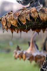 Image showing Closeup of deflorate, withered sunflowers.