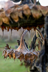 Image showing Closeup of deflorate, withered sunflowers.