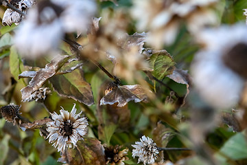 Image showing Withered frost flowers as background.