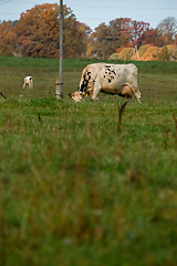 Image showing Cow in meadow in summer season.