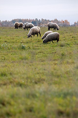 Image showing Sheep herd on meadow in summer season.