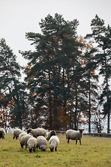 Image showing Sheep herd on meadow in summer season.