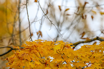 Image showing Maple branch in autumn as background.