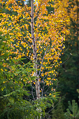 Image showing Autumn scene in forest with colorful autumn trees. 