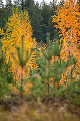 Image showing Autumn scene in forest with colorful autumn trees. 