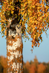 Image showing Birch with yellow leaves in sunny autumn day.