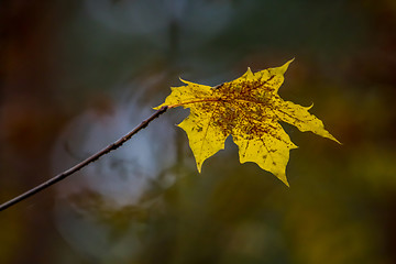 Image showing Yellow maple leaf in autumn as background.