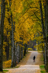 Image showing Alley of birches in sunny autumn day.