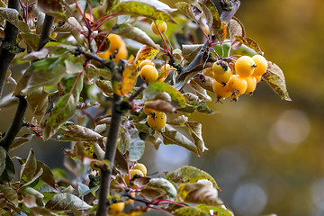 Image showing Branch with yellow Paradise apples in autumn day.