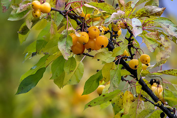 Image showing Branch with yellow Paradise apples in autumn day.