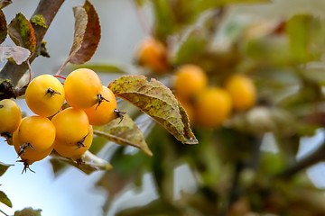 Image showing Branch with yellow Paradise apples in autumn day.