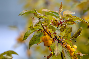 Image showing Branch with yellow Paradise apples in autumn day.